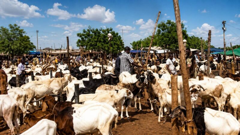Burkina Faso’s livestock blockade: a political gamble threatening economic stability before Tabaski