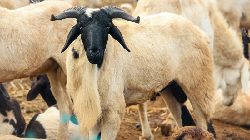 Sacrificing savings: why tabaski’s sheep is breaking senegalese wallets
