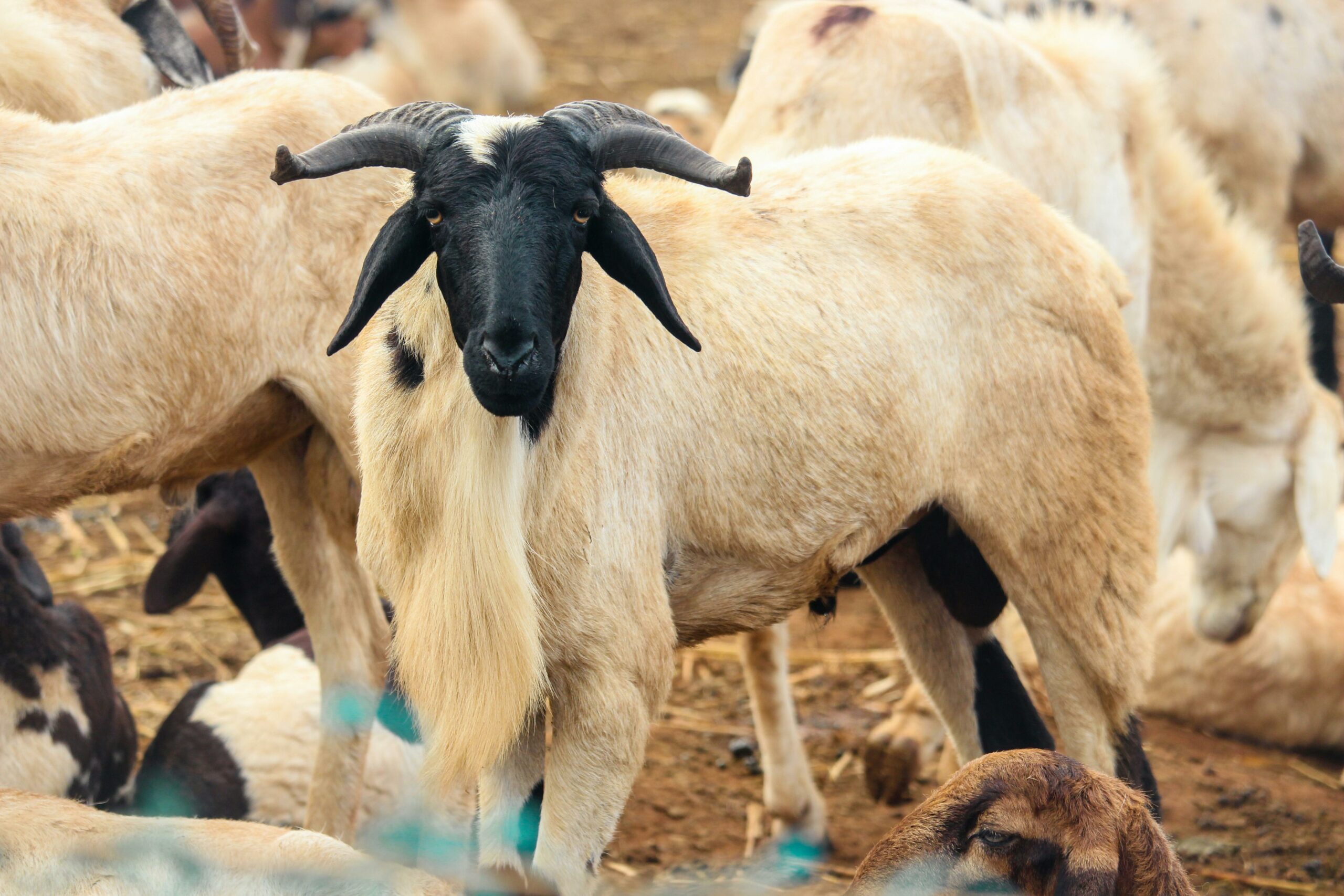 Sacrificing savings: why tabaski’s sheep is breaking senegalese wallets