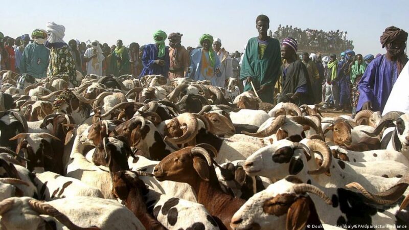 Mali army secures sheep convoys ahead of tabaski festival
