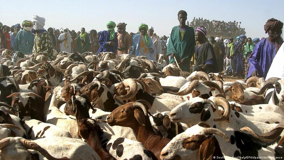 Mali army secures sheep convoys ahead of tabaski festival
