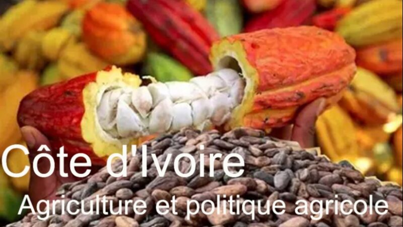 Côte d’Ivoire’s agriculture and policy shaping west africa’s food future