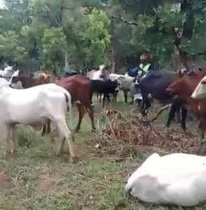 Escalating violence in Ndele: russian mercenaries and car troops accused of cattle raids