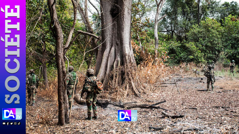 Casamance conflict: weakened rebels but cannabis threatens peace progress