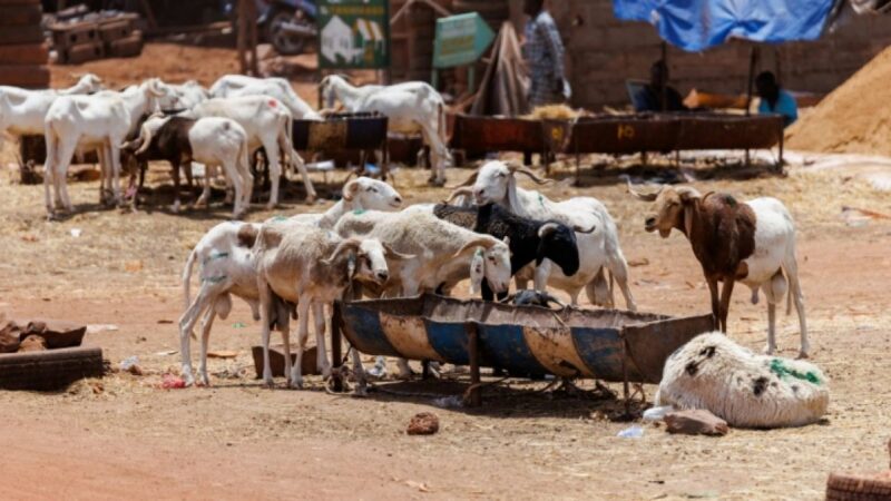 Bamako faces eid al-adha under jihadist blockade in Mali