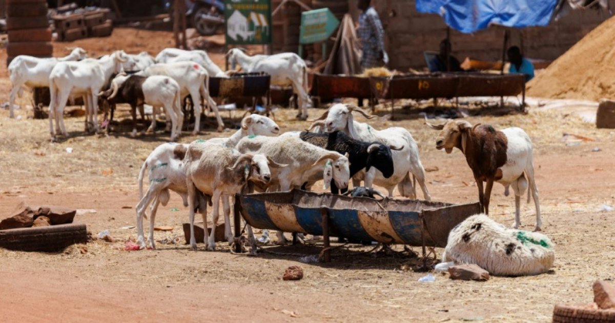 Bamako faces eid al-adha under jihadist blockade in Mali