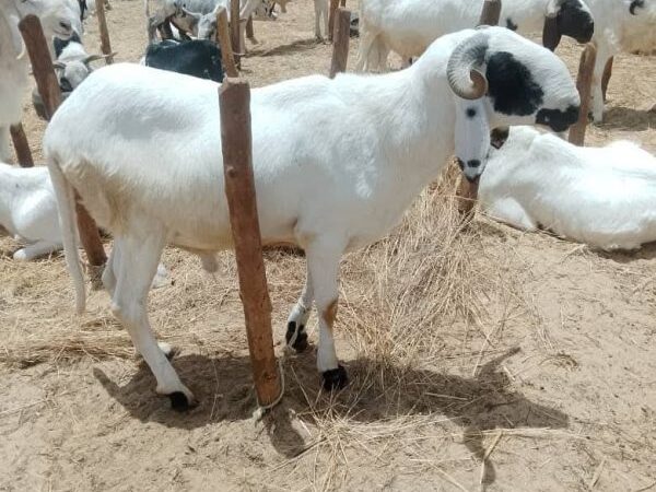Soaring sheep prices hit Niamey ahead of tabaski celebrations