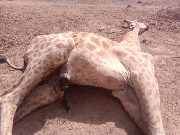 Niger loses its first homegrown giraffe calf in Gadabedji reserve