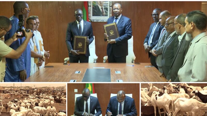 Mauritania boosts Eid al-Adha sheep supply to Senegal amid Sahel security challenges