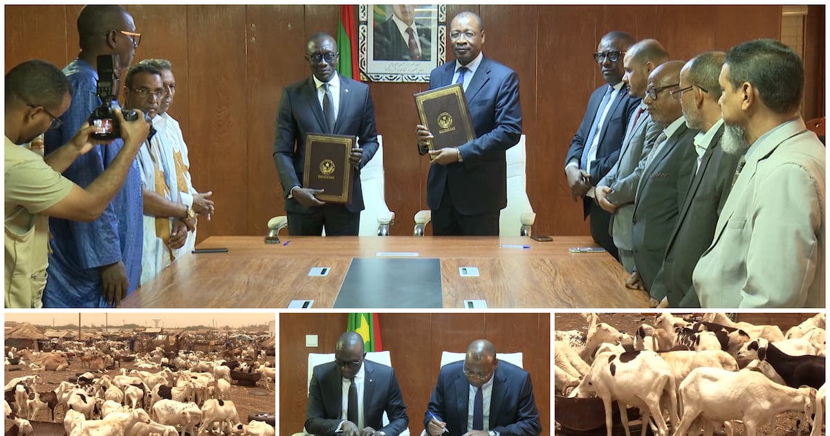 Mauritania boosts Eid al-Adha sheep supply to Senegal amid Sahel security challenges