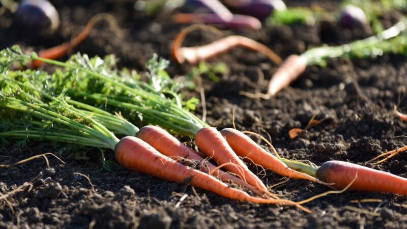 Niamey’s vegetable price surge exposes lack of agricultural foresight