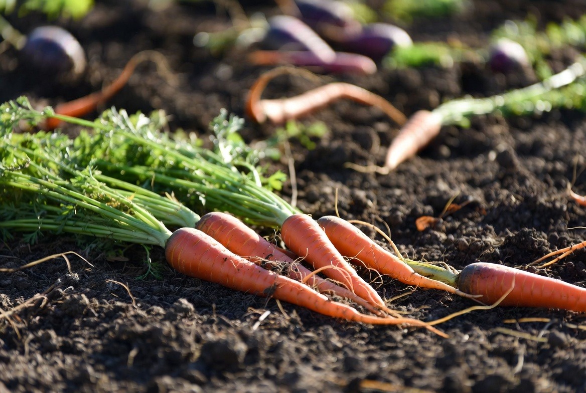 Niamey’s vegetable price surge exposes lack of agricultural foresight