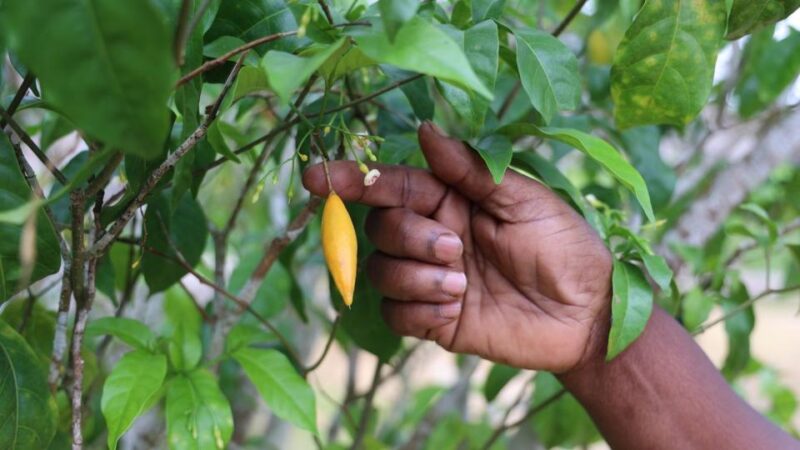 Gabon’s iboga: transforming tradition into global health solutions