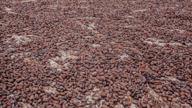 Cameroun : le kilogramme de cacao atteint 2 600 FCFA en fin de campagne
