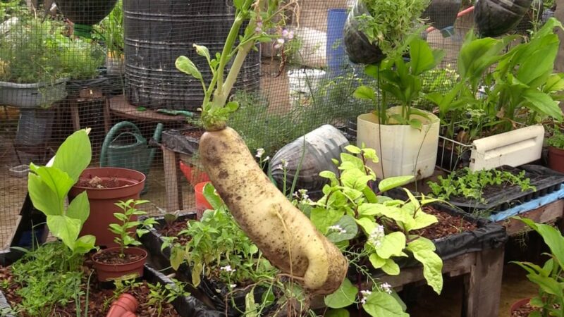 Bamako’s organic markets thrive with local and fair trade focus