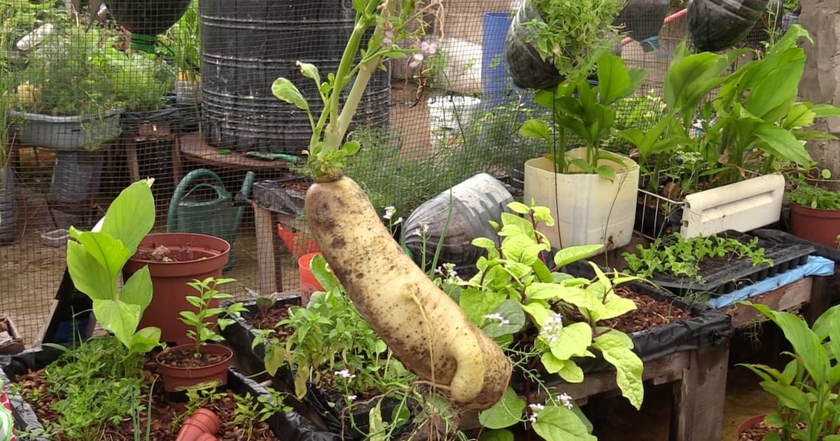 Bamako’s organic markets thrive with local and fair trade focus