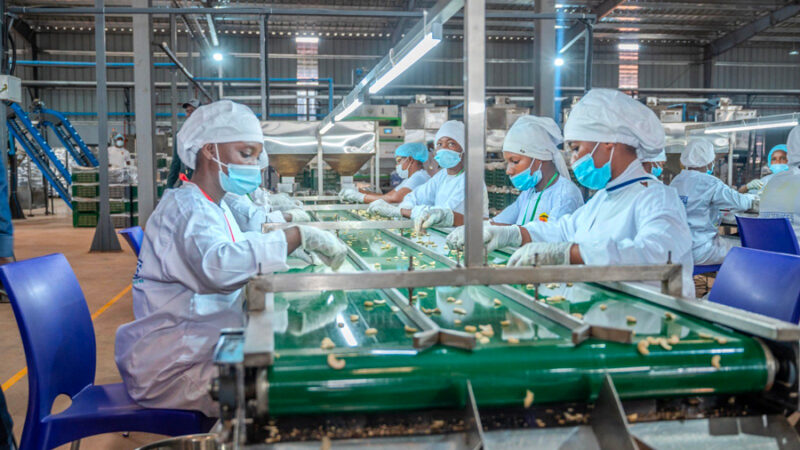 Côte d’Ivoire secures cajou supply for local processors with new financing deal