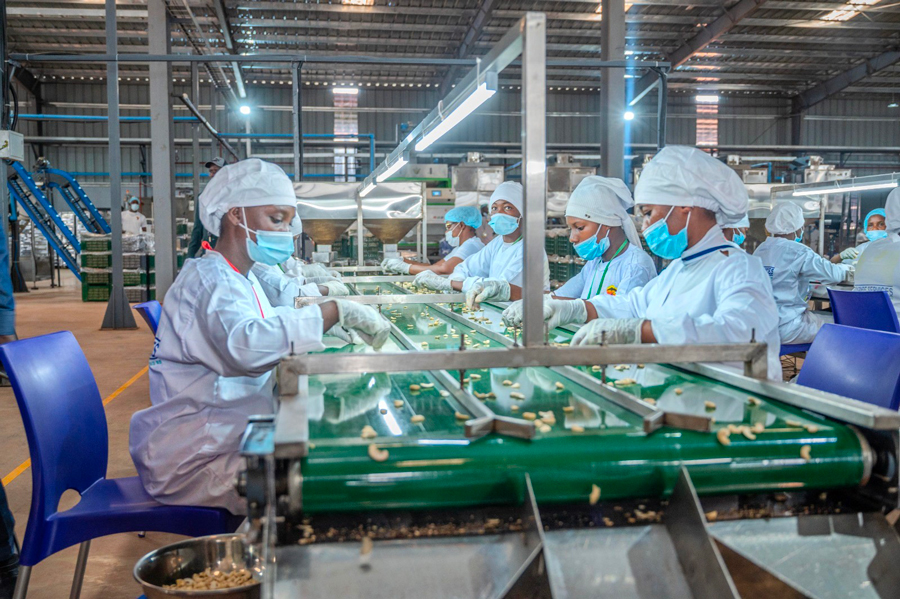 Côte d’Ivoire secures cajou supply for local processors with new financing deal