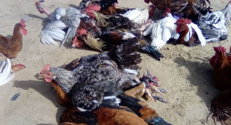 Ati struggles as poultry prices surge in Chad