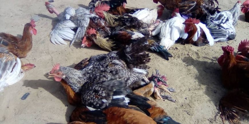 Ati struggles as poultry prices surge in Chad