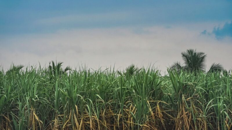 Cameroon pauses somdiaa’s sosucam stake sale