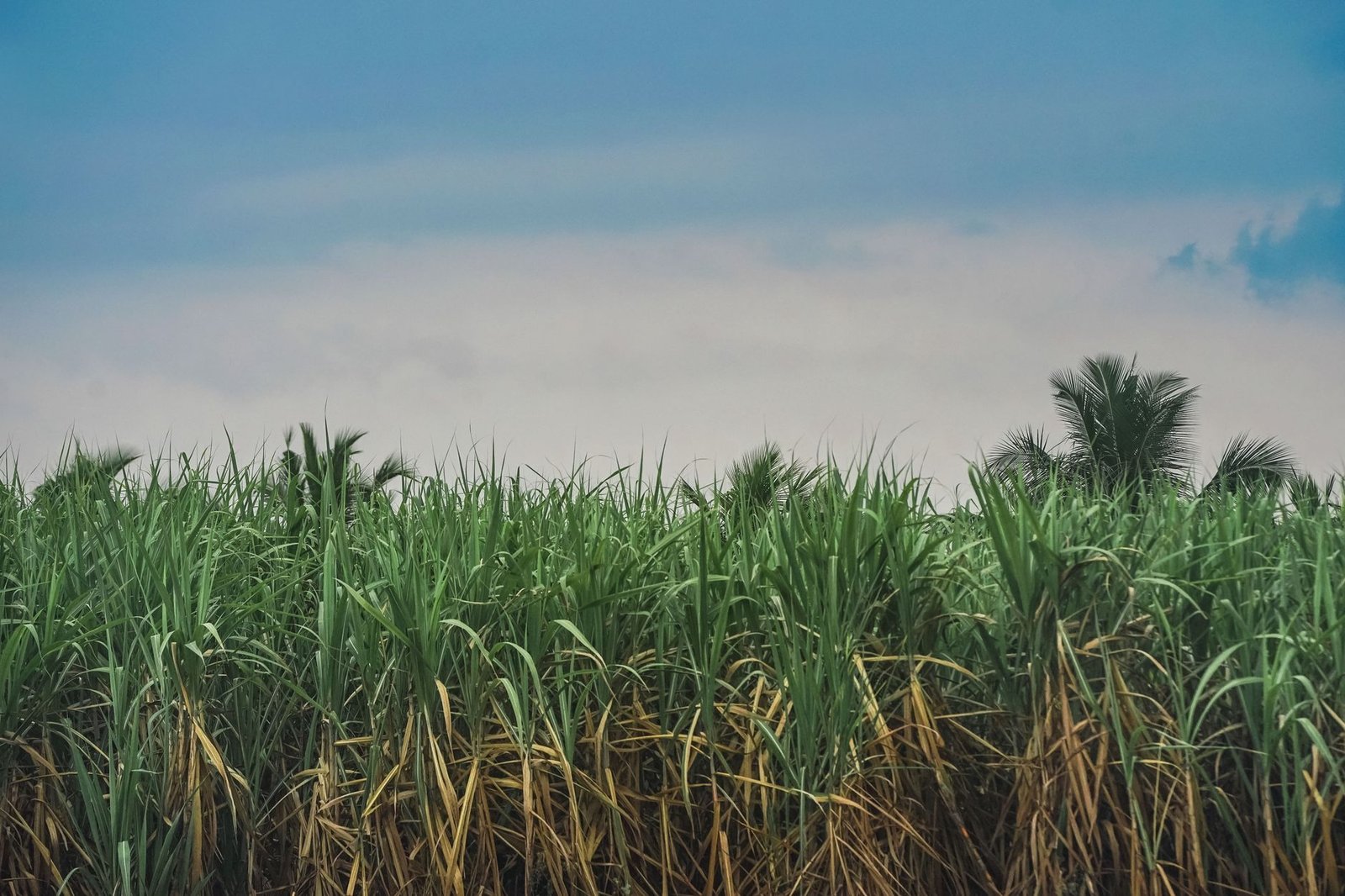 Cameroon pauses somdiaa’s sosucam stake sale