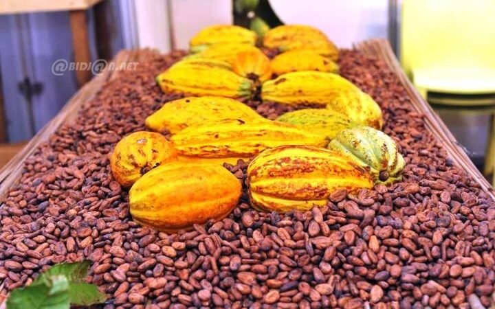 Côte d’Ivoire’s 2026-2027 coffee-cocoa campaign launches with new farm-gate price announcements