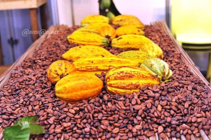 Côte d’Ivoire’s 2026-2027 coffee-cocoa campaign launches with new farm-gate price announcements