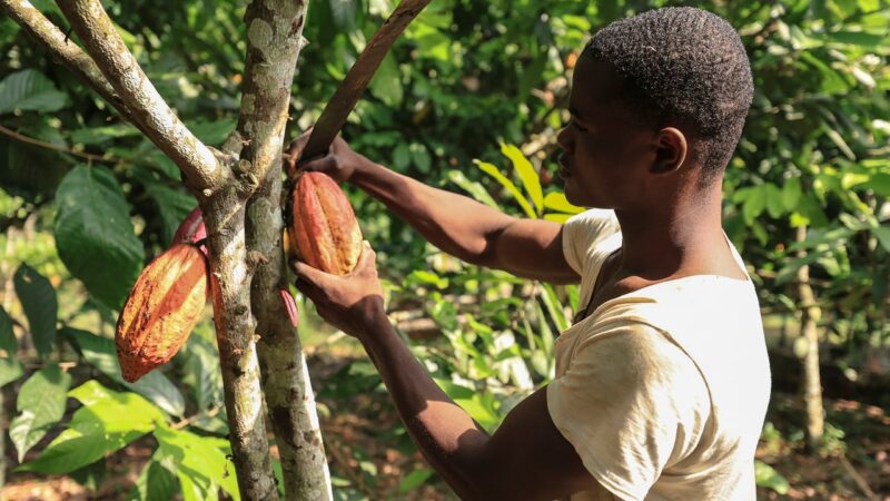 Cocoa farmers in Cameroon seek brighter prospects amid challenges