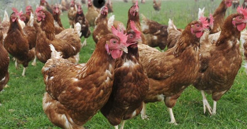 Gabon’s poultry ban: what’s really at stake in the WTO showdown