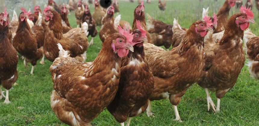 Gabon’s poultry ban: what’s really at stake in the WTO showdown