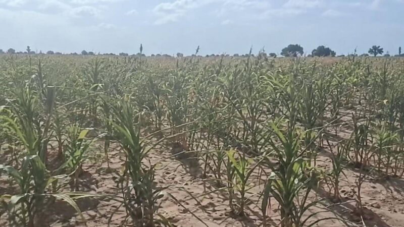 A decisive turn in Burkina Faso: when food sovereignty fails the farmers of Tougan