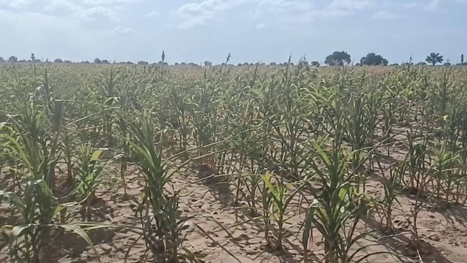 A decisive turn in Burkina Faso: when food sovereignty fails the farmers of Tougan