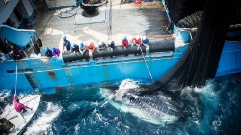 Gabon’s fisheries reset: the untold story behind its new negotiating stance with Europe