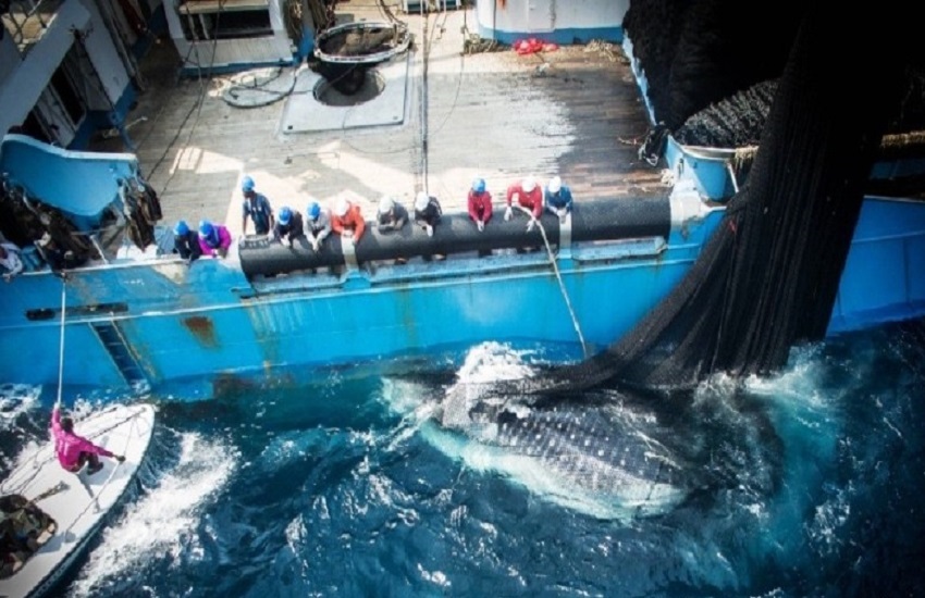 Gabon’s fisheries reset: the untold story behind its new negotiating stance with Europe